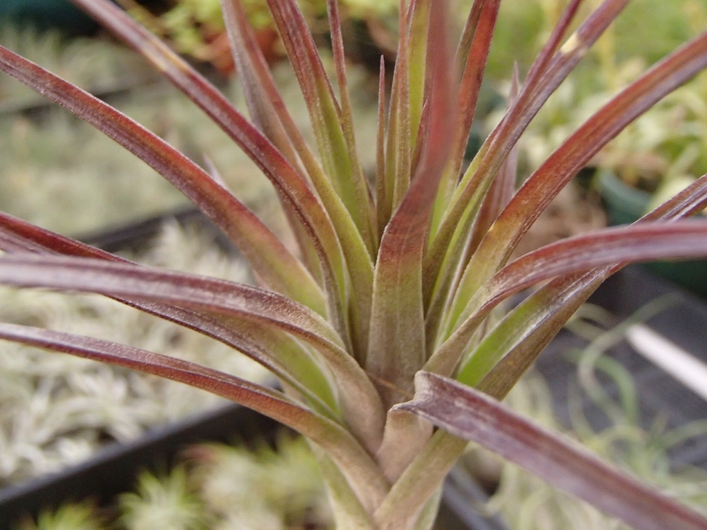 Tillandsia Tenufolia - Amethyst